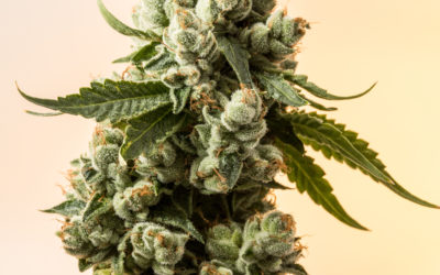Indica Strain Explained